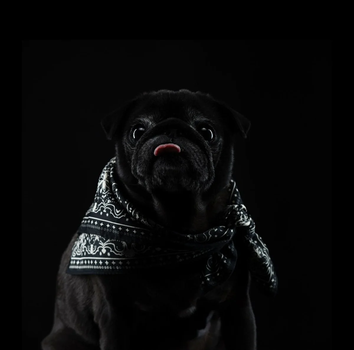 Puggy Sue